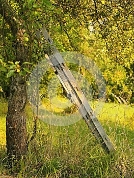 Old wooden ladder in the garden