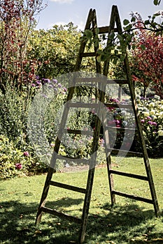 Old wooden ladder in the garden in summer