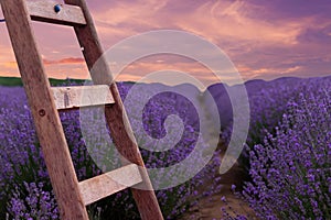 Old wooden ladder in lavender field at sunset