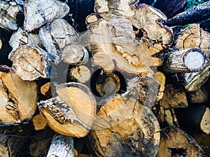 old wooden logs sawed. the texture of the wood