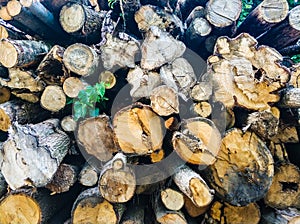 old wooden logs sawed. the texture of the wood