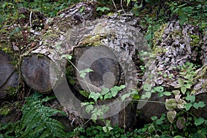 Old wooden logs stuck forgotten in forest for some time with flora growing around