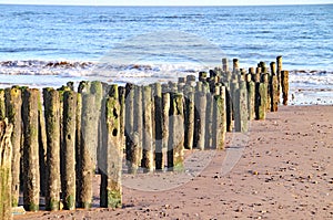 Old wooden logs used as groynes at Dawlish Warren run down to the sea