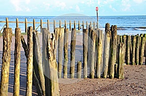 Old wooden logs used as groynes at Dawlish Warren run down to the sea