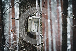 Old nesting-box on tree in winter