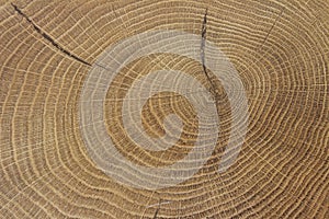 Old wooden oak tree cut surface. Close-up wood texture