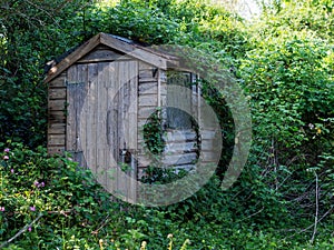 Old wooden outbuilding, shed, overgrown by weeds. Abandoned garden, allotment.