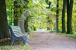 Old wooden painted bench in old park. Summer or early autumn morning in forest with green trees