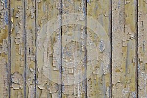 Old wooden painted rustic wall with blue flaky dye. Faded wood planks close-up