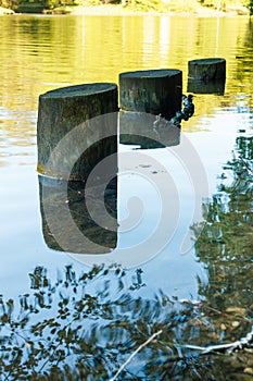 Old wooden pier columns