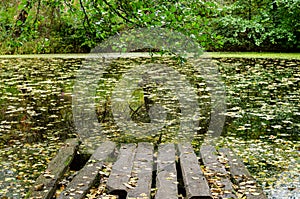 old wooden pier on the lake on the background of the fore