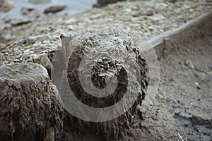 Old wooden pile on the beach