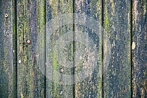 Old wooden planks background. Green mold texture