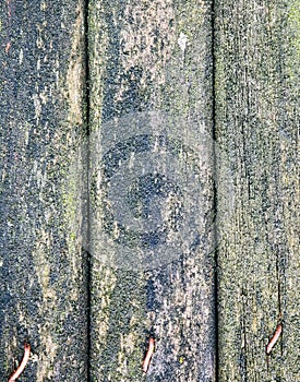 Old wooden planks background. Green mold texture