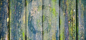 Old wooden planks background. Green mold texture