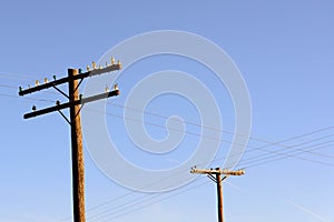 Old wooden power poles with glass insulators