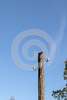 Old wooden power transmission pole with two ceramic insulators