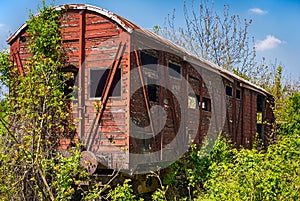 Old wooden railway wagon derelict captured by vegetation.