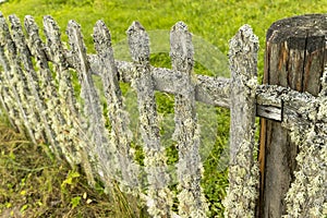 old wooden rural fence made of picket fence overgrown with moss