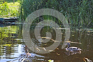 Old wooden shabby dilapidated broken boat for swimming on the banks of the river, lake, sea in the grass and reeds in nature