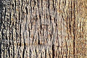 Old wooden shabby part of the trunk of a tree close up. The texture of the brown bark of the wood used as a natural background.