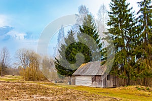 Old wooden shed among firtrees and birches. Belarusian village photo