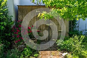 Old wooden shed in the sun with flowering plants and trees in the foreground