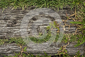 Old wooden sheets on grass