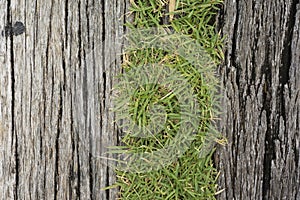 Old wooden sheets on grass