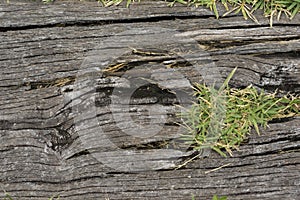 Old wooden sheets on grass