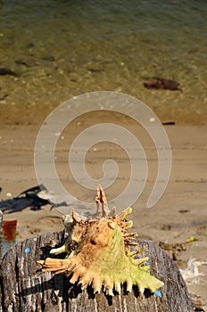 Old wooden shells on the sea