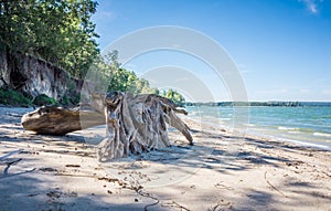 Old wooden snag on the shore of a deserted tropical island. The effects of tropical storm