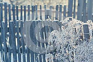 Old wooden snow covered fence. Overgrown palisade