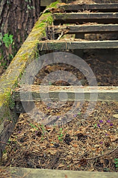 old wooden stairs in the forest