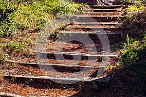 Old wooden stairs through the forest