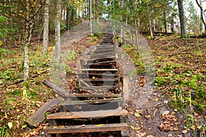 Old wooden stairs in the forest