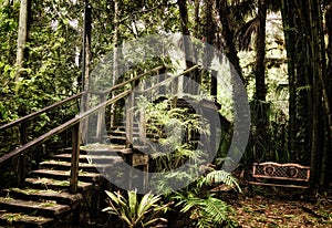 Old wooden stairs inside subtropical forest