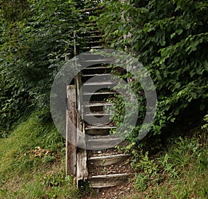 Old Wooden Stairs Obscured By Lush Foliage