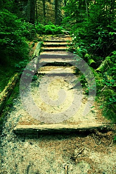 Old wooden stairs in overgrown forest garden, tourist footpath. Steps from cut beech trunks, fresh green branches above footpath