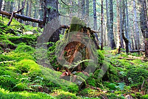 Old wooden stump in deep forest