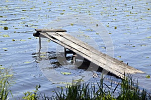 Old wooden sunken pier in the lotus lake. Russia, Far East