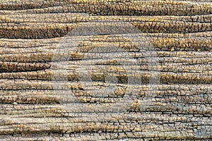 Old wooden texture background or abstract background, Pattern nature