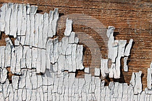 Old wooden texture with peeling paint , Old wooden background with remains of pieces of scraps of old paint on wood
