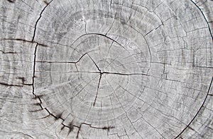 Old wooden tree cutting trunk backgrounds,natural tree ring cut stump wooden texture and timber patterns.