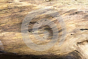 Old wooden treetrunk photo