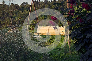 Old wooden vintage garden swing hanging from a large tree on green grass background, in golden evening sunlight