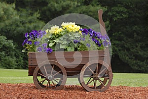 Old wooden wagon in the garden with purple and yellow blooming flowers