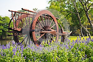 Old wooden wagon and purple flower in garden