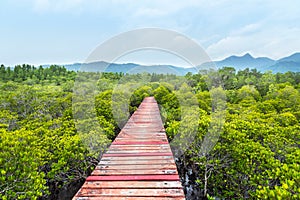 Old wooden walkway bridge in to mangroves forest