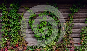 Old wooden wall overgrown with a climbing plant